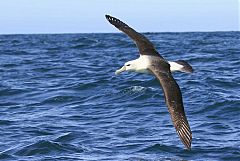 White-capped Albatross